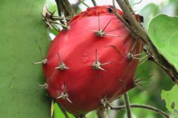 Expo Feria de la Pitahaya Miraflores 2009