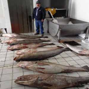 El Marlin Rojo: «Totoabas, Tortugas y Picudos…  ¿Rumbo a la&nbsp;Extinción?»