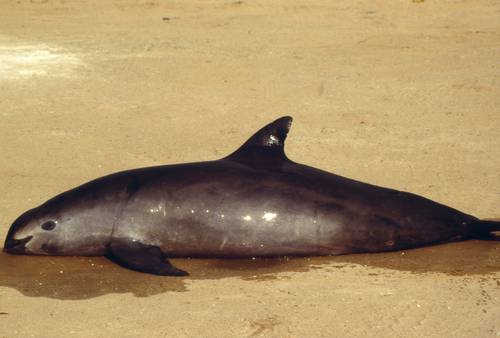 El Marlin Rojo